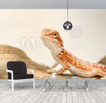 Picture of Bearded Dragon Pogona vitticeps